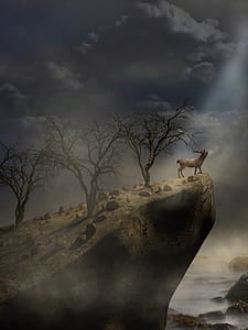 deer standing on cliff thumbnail