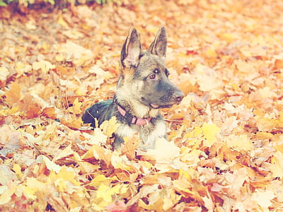 German shepherd puppy lying on maple leaves thumbnail