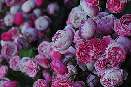 pink petaled flowers blooming at daytime thumbnail