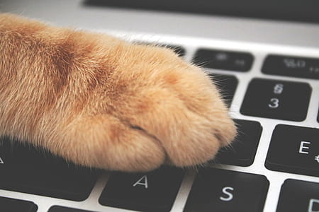 Orange Cat Foot on Laptop Keyboard thumbnail