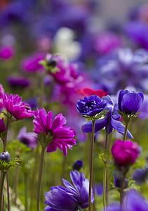 purple and pink anemone flowers in bloom thumbnail