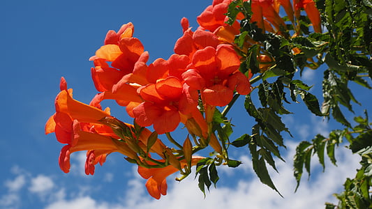 close up photography of orange bell flower thumbnail