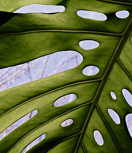 Close-up Photo of Swiss Cheese Plant thumbnail