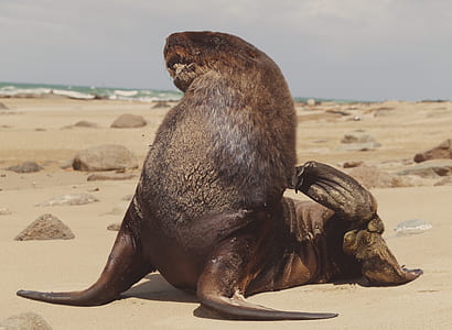 sea lion on seashore thumbnail
