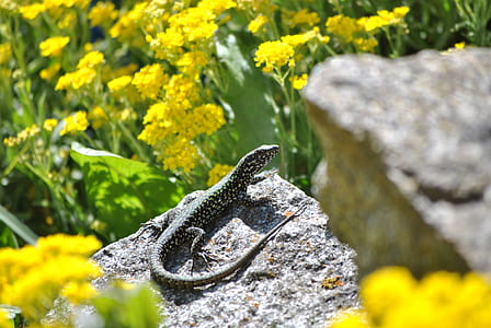 black lizard under sunny sky thumbnail