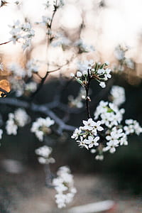 tilt shift lens photography of white flowers thumbnail