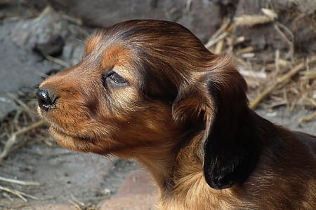 short-coated brown puppy thumbnail