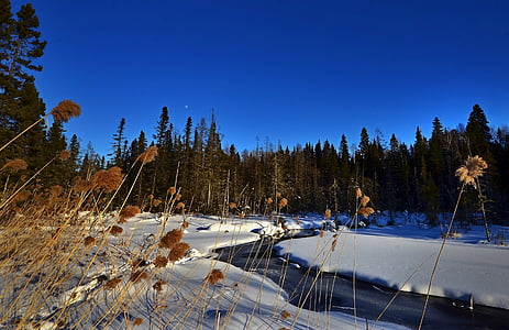 river across woods thumbnail