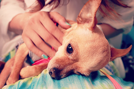 tan smooth Chihuahua thumbnail