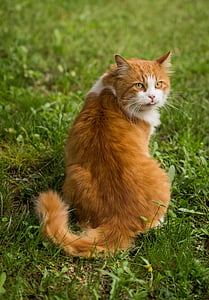 orange and white cat sitting on green grass thumbnail