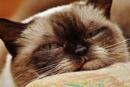 Siamese cat closeup photography thumbnail