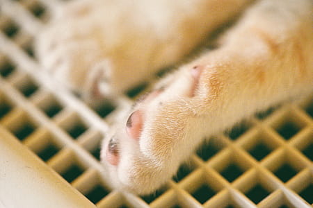 Close-up Photography of Animal Paw thumbnail