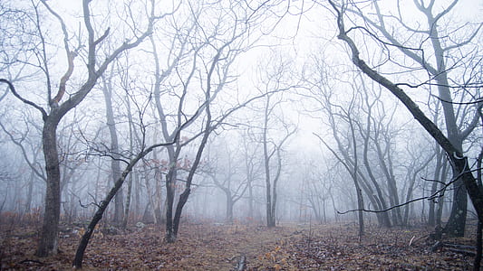 landscape photography of bare trees during foggy weather thumbnail