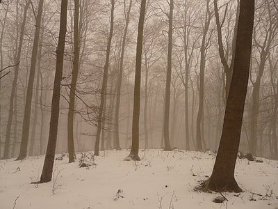 foggy forest during daytime thumbnail