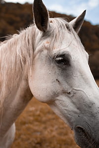 close view of white horse thumbnail
