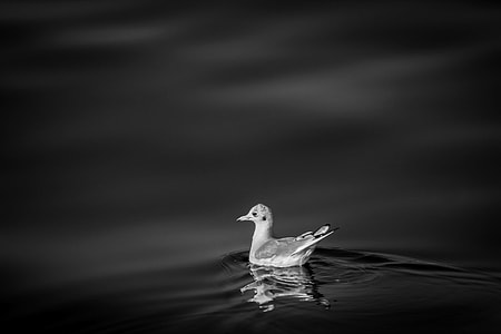 grayscale photo of duck on body of water thumbnail