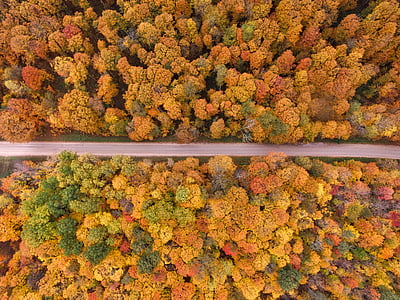 road in between brown trees thumbnail
