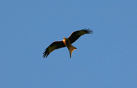 low angle photography of kite flying under blue sky thumbnail
