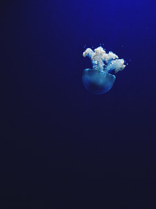 jellyfish underwater thumbnail