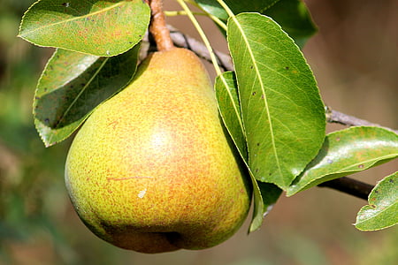 yellow pear on stem thumbnail