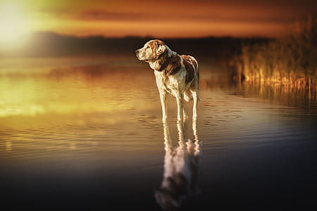adult white and brown dog on body of water thumbnail