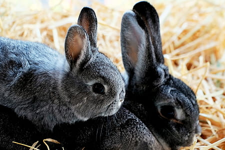 gray and black rabbits thumbnail