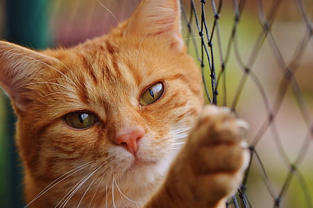 shallow focus of orange Tabby cat thumbnail