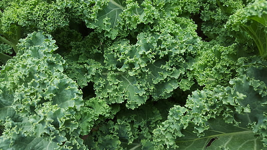 green cabbage thumbnail