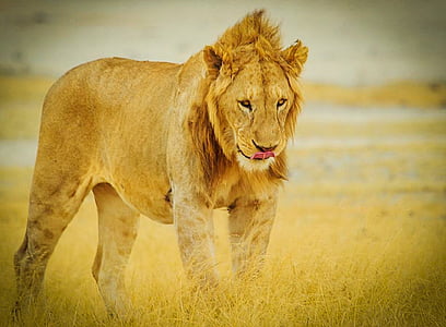 photo of lioness thumbnail