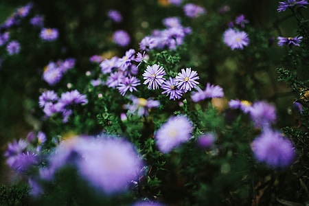 Purple flowers close-ups thumbnail