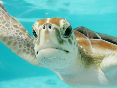 closeup photo of turtle thumbnail