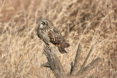 shallow focus photography of owl on tree branch thumbnail