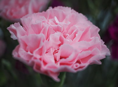 closeup photo of pink carnation flower thumbnail
