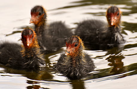four black ducklings on body of water thumbnail