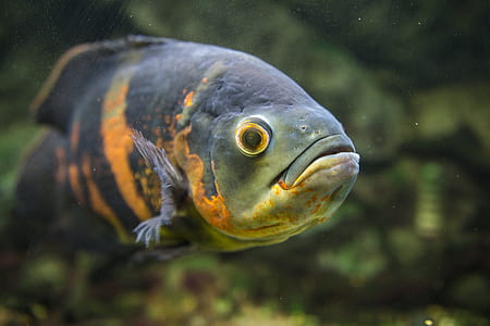 black and yellow fish in fish tank thumbnail