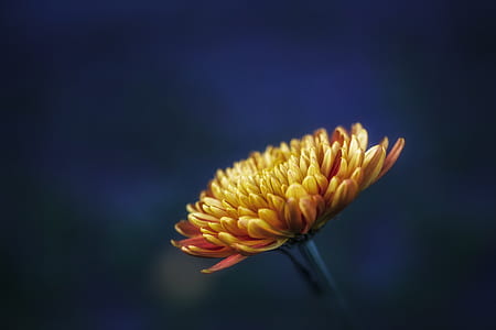 yellow Chrysanthemum flower selective focus photography thumbnail