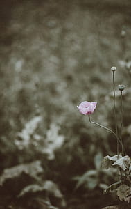 selective focus photography of pink petaled flower thumbnail