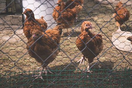 flock of brown chickens inse cae thumbnail