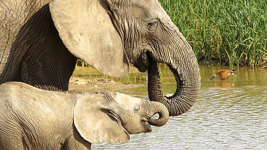 wildlife photography of elephant with baby thumbnail
