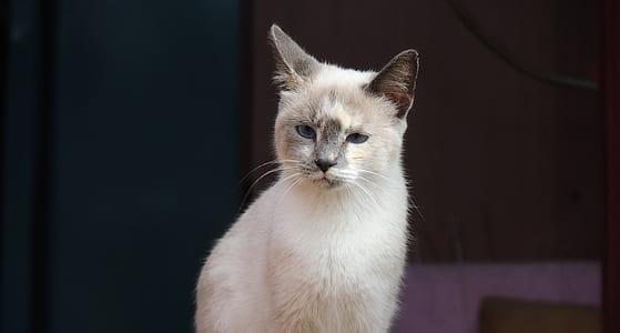 white cat thumbnail