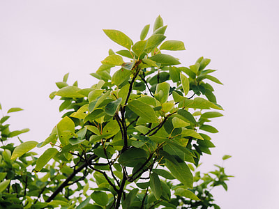 green leafed plant thumbnail