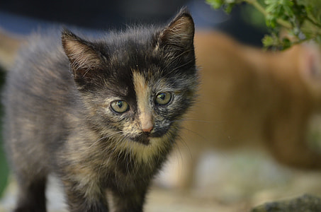 tortoise kitten in selective focus photography thumbnail