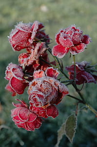 red rose Flowers thumbnail
