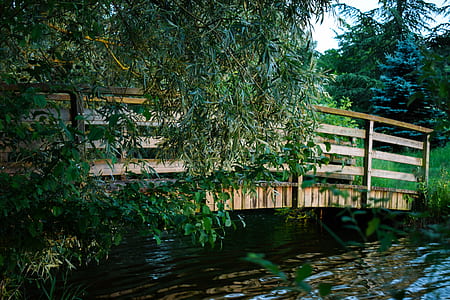 brown and beige wooden bridge near green leaf plant at daytime thumbnail
