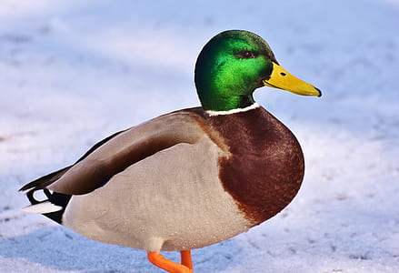 closeup photography of mallard duck thumbnail