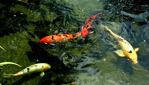 photo of four beige and orange koi fish thumbnail