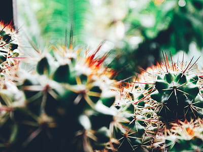 shallow focus of cactus thumbnail