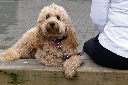 curly-coated brown dog thumbnail