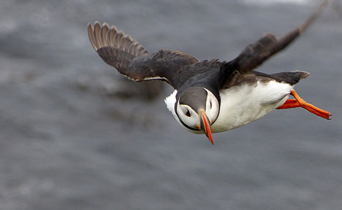 Puffin in Flight thumbnail