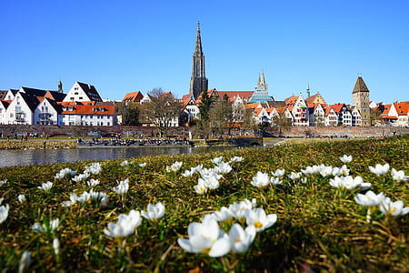 white petaled flowers near body of water thumbnail